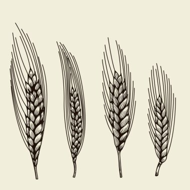 Elle çizilmiş buğday kulaklar