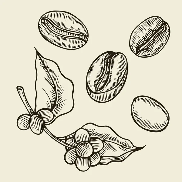 Gałąź kawy. Roślin z liści — Wektor stockowy