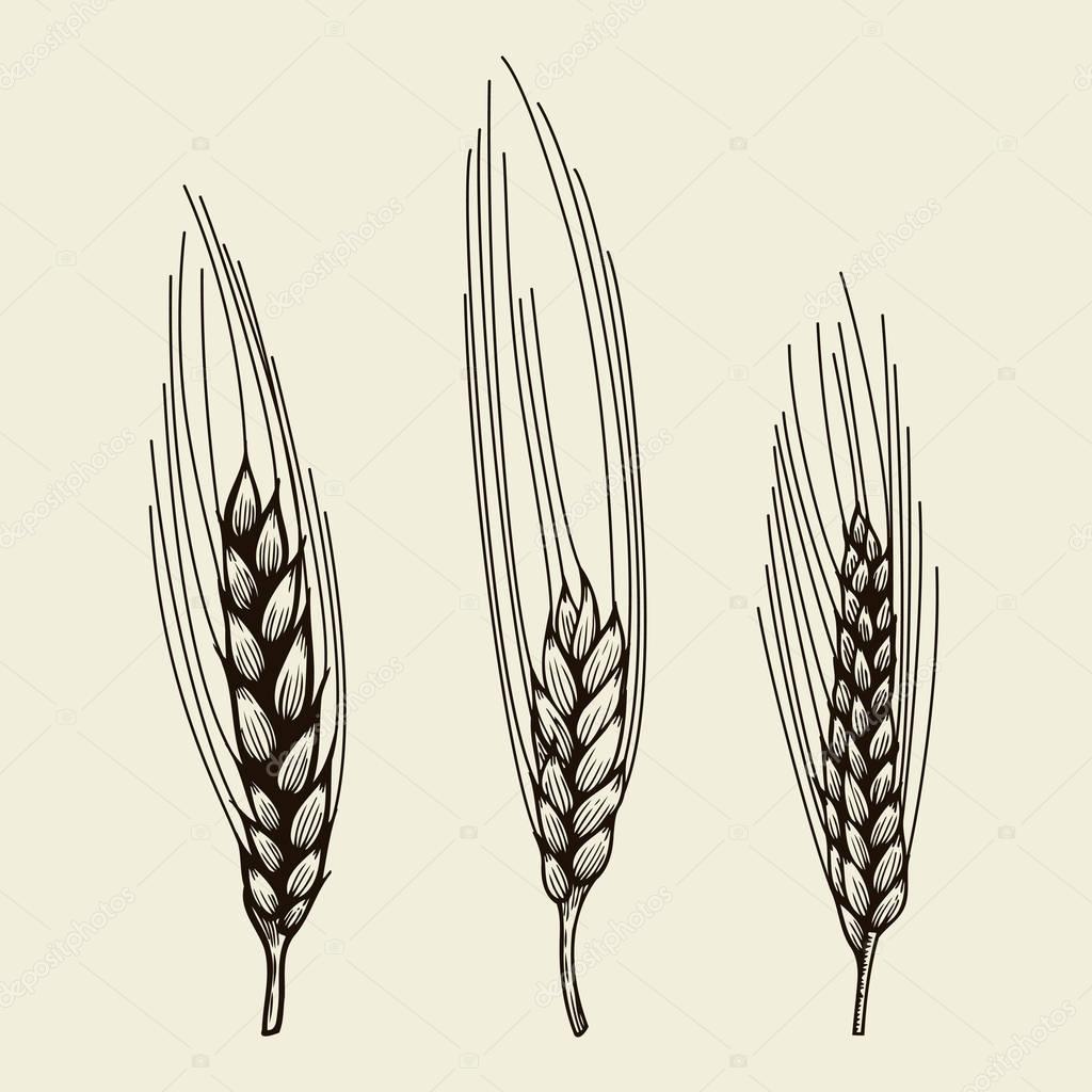 hand drawn wheat ears