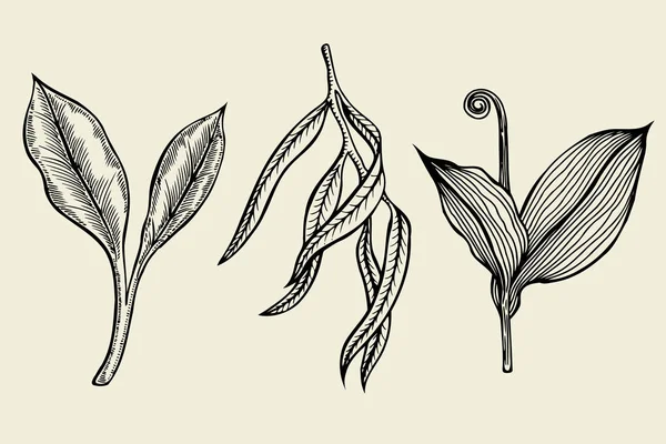 Handgezeichnete Tusche skizziert Frühlingszweige — Stockvektor