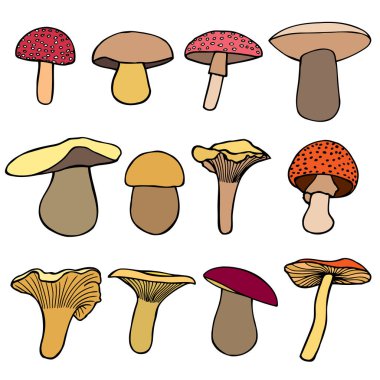 Orman mantar kümesi