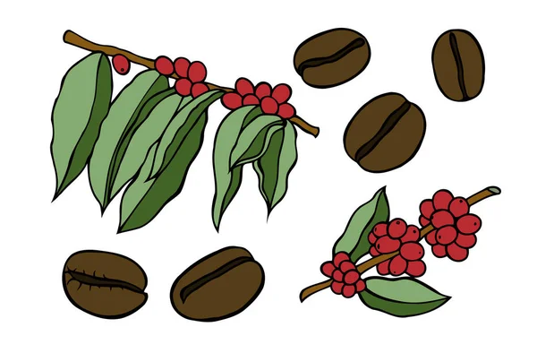 Kaffe gren växt — Stock vektor