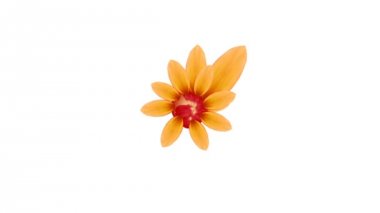 Büyüyen sarı gerbera