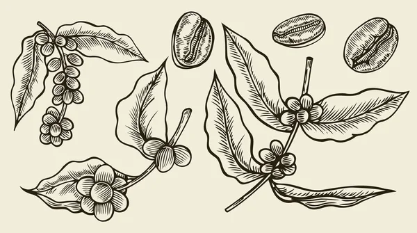 Roślin z liści kawy — Wektor stockowy