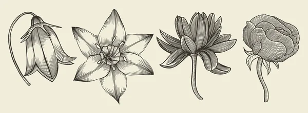 Эскиз диких цветов — стоковый вектор