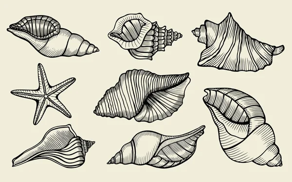 Conjunto dibujado a mano de conchas marinas . — Archivo Imágenes Vectoriales