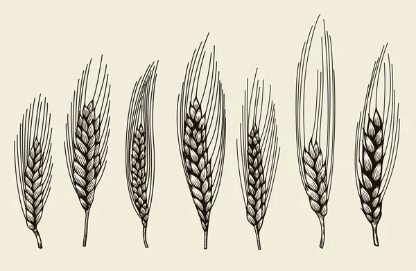 小麦の穂をスケッチします。 — ストックベクタ