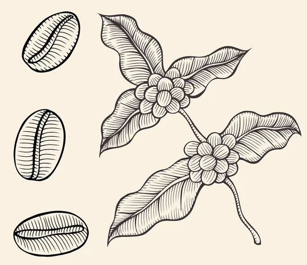 커피 분기 스케치 — 스톡 벡터