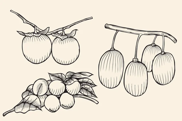 Set frutta isolata — Vettoriale Stock