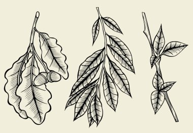 Bahar dalları kroki