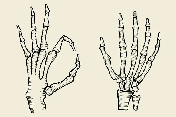 Set of Skeleton hand — Stock Vector