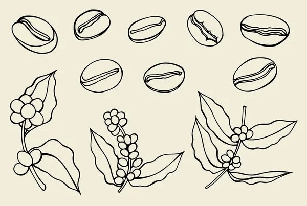 Um ramo de café. Planta com folha, baga, fruta, semente . — Vetor de Stock