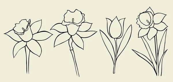 Calendula fleur isolée — Image vectorielle
