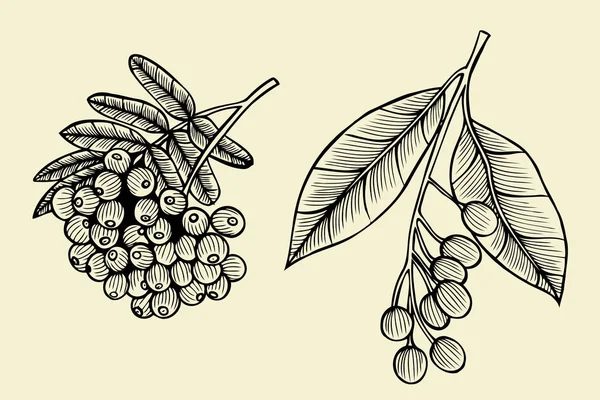 El çizimi - rowanberry Şubesi — Stok Vektör
