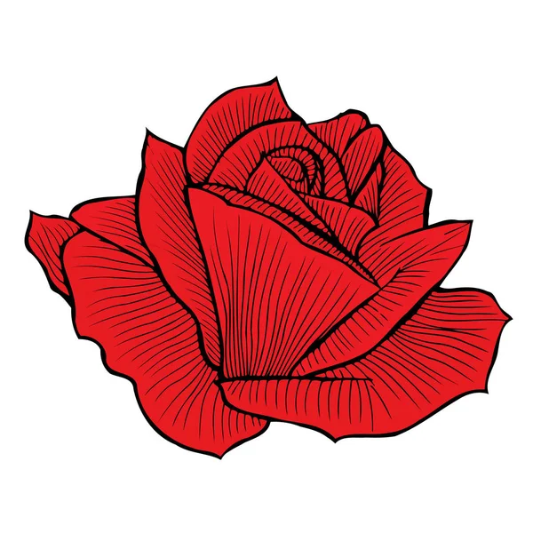 Rosa vermelha desenhada à mão — Vetor de Stock