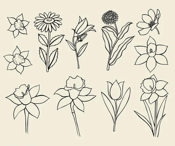 分離されたキンセンカの花 — ストックベクタ