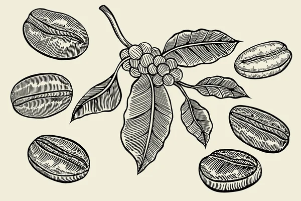 Desenho de ramo de café — Vetor de Stock