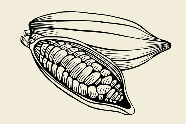 Feuilles de cacao — Image vectorielle