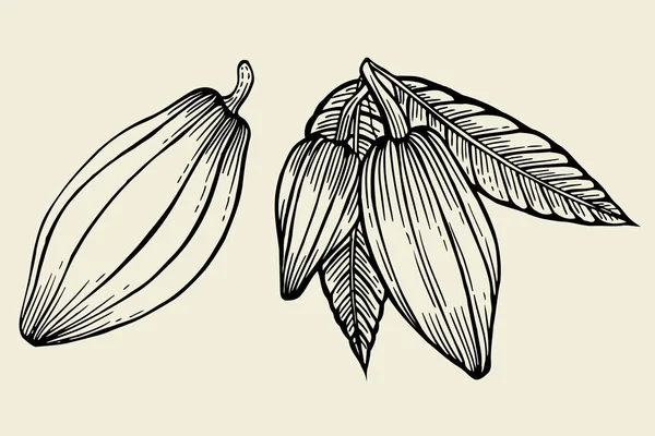 Какао листя дерев — стоковий вектор