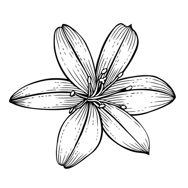 Красивый цветок — стоковый вектор