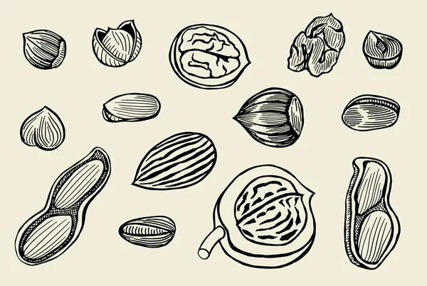 Hand drawn nuts set — Stock Vector