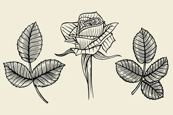 Gül çiçek kümesi — Stok Vektör