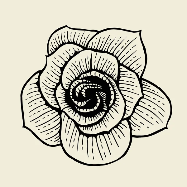 Růže květ skica — ストックベクタ
