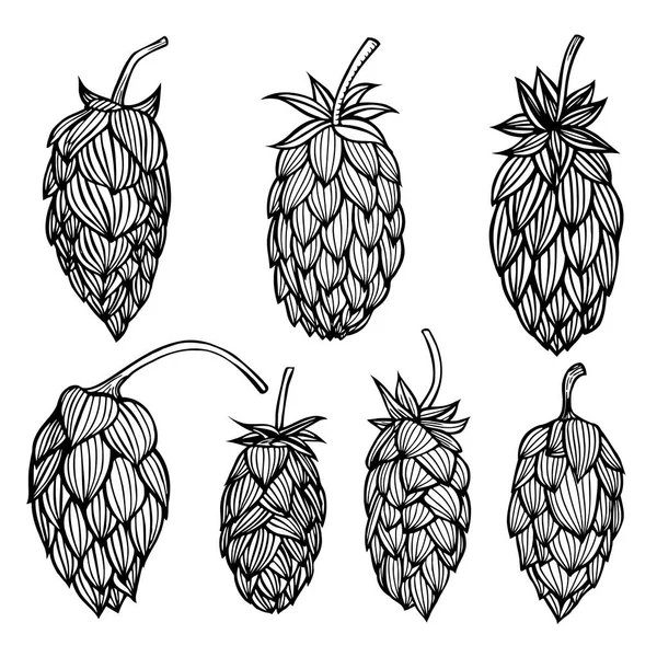 Engraving style Hops set. — Stock Vector