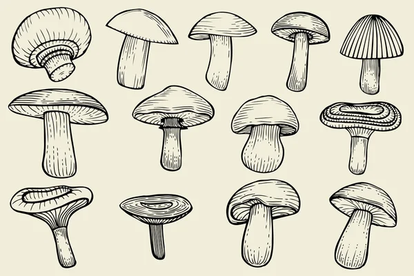 Vector mushrooms collected — Stock Vector