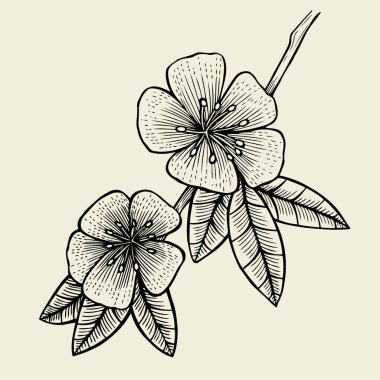 Hand drawn sketch Flower. clipart