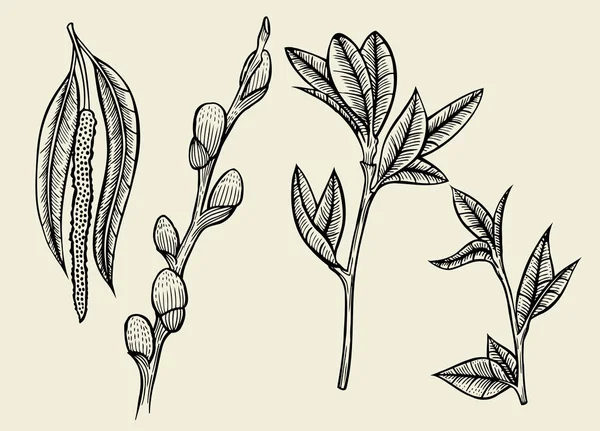 Flores de hierbas dibujadas a mano aisladas — Vector de stock