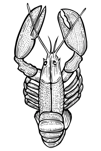 Lobster tangan digambar - Stok Vektor