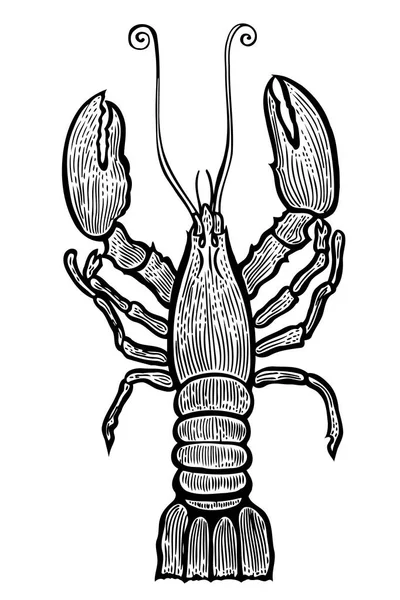 Kreeft hand getrokken — Stockvector