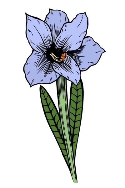 Blauwe lily bloemen. — Stockvector