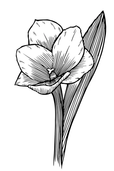 Lily bloemen geïsoleerd — Stockvector