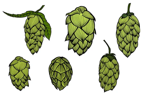 Gravura estilo Hops conjunto — Vetor de Stock