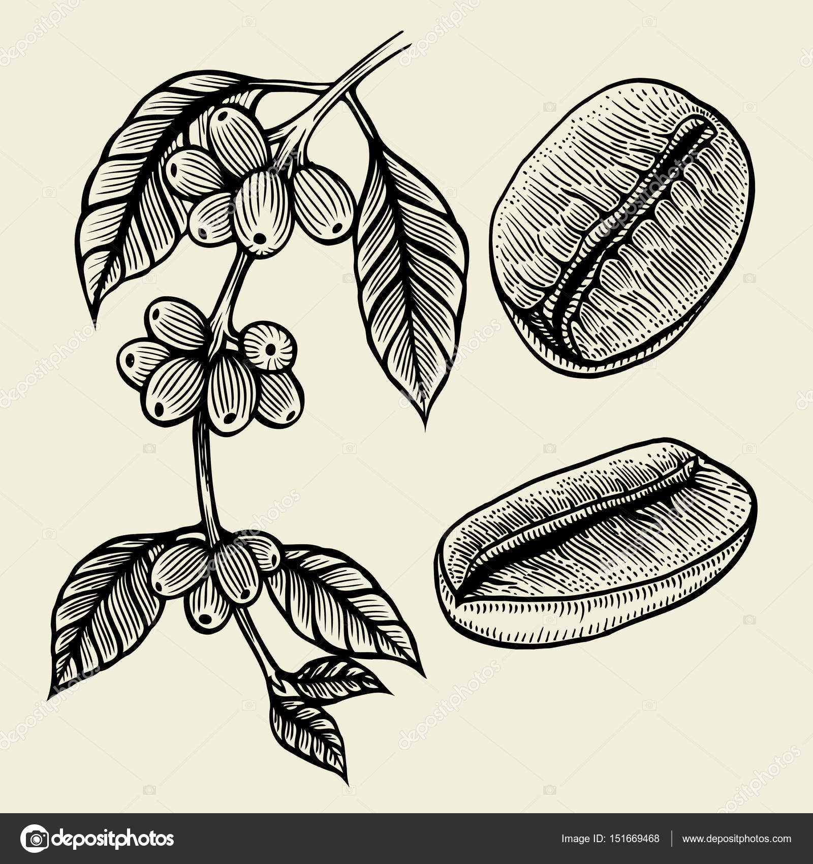 Coffee Plant Branch With Leaf Berry Bean Fruit Seed Natural Organic Caffeine Green Luwak Black On White Background Hand Drawn Sketch Coffee Plant Branch With Leaf Berry Bean Fruit Seed Natural Organic Caffeine Green Luwak Black On White Background Hand Drawn Sketch