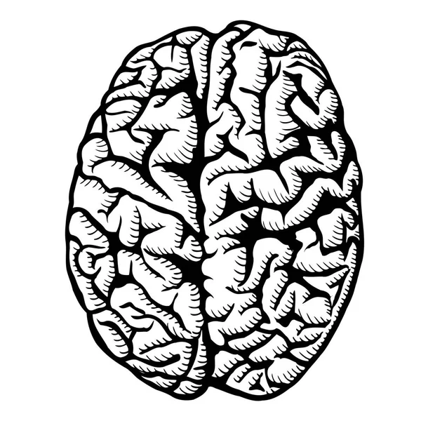 Ilustración del cerebro humano — Vector de stock