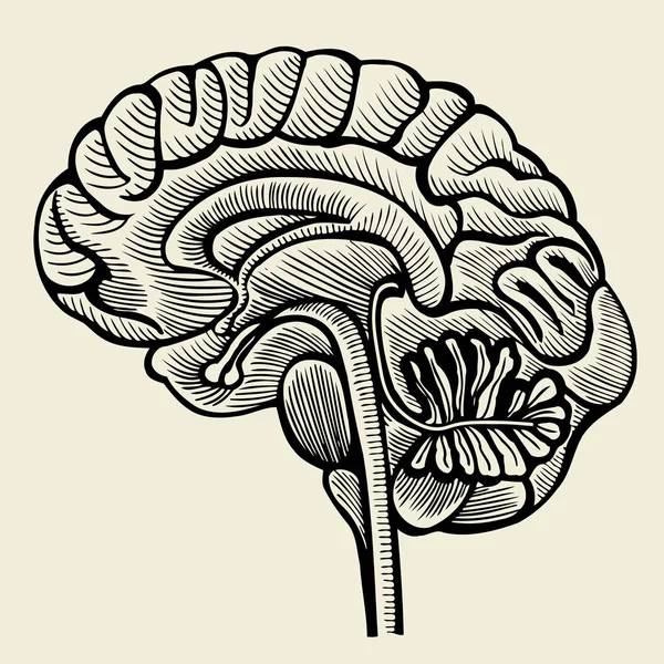 สมองมนุษย ์ - ภาพแกะสลักวินเทจ — ภาพเวกเตอร์สต็อก