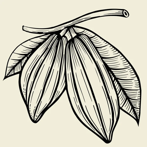 Рука какао плоду намальована — стоковий вектор