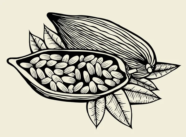 Image de fèves de cacao — Image vectorielle