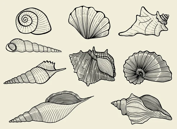 Conchas de mar sobre fondo beige — Archivo Imágenes Vectoriales