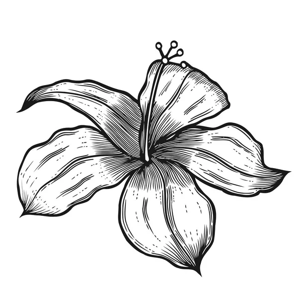 Hibiscus blomma vektorn — Stock vektor
