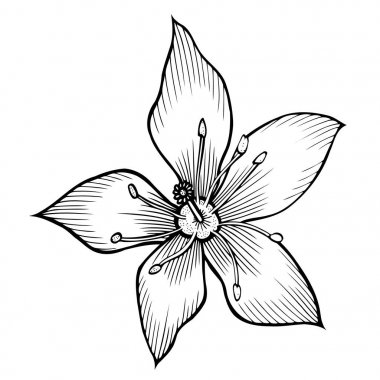 Lily elle çizilmiş