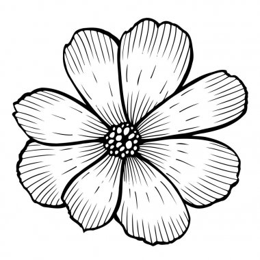 Lily elle çizilmiş