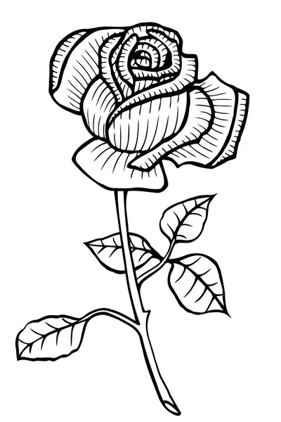 Rosa vetor desenhado à mão — Vetor de Stock