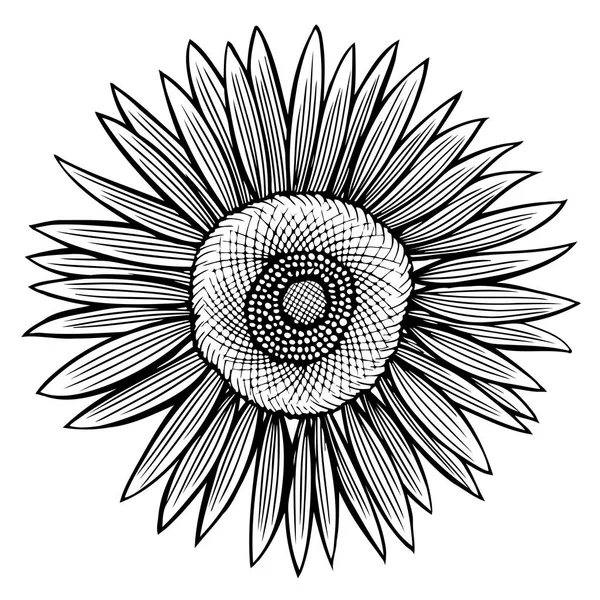 Doodle contour de tournesol — Image vectorielle