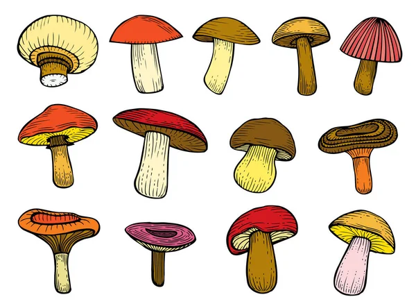 Set van bos paddestoelen — Stockvector