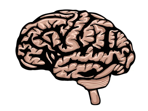 Cerebro de dibujos animados — Vector de stock