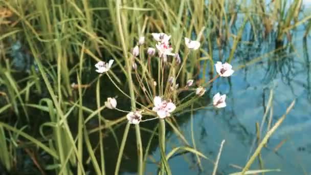 연못에 꽃 — 비디오